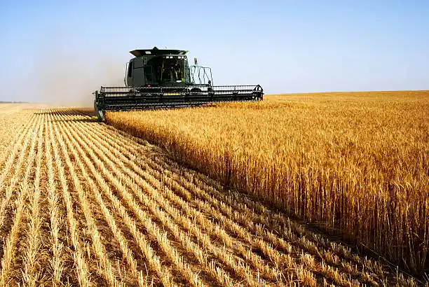 Аграрії Полтавщини зібрали понад 1,6 мільйона тонн ранніх культур